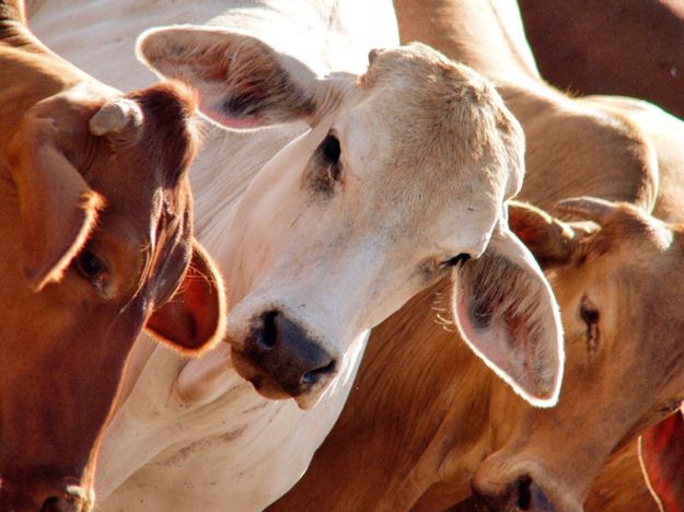 Cattle Saleyards Roma, Queensland Sunshine State Road Trip
