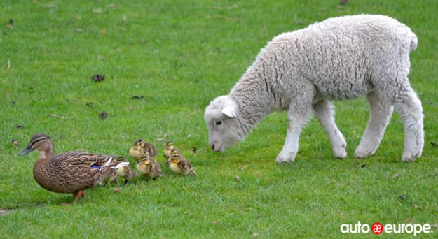 New Zealand in 3 days Sheep