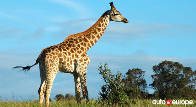 South Africa Safari Kruger National Park Giraffe