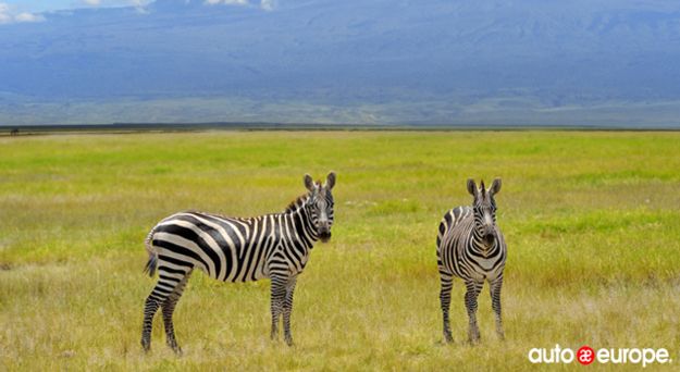 South Africa Safari Zebras